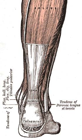 Achilles Tendon Rupture  Diagnosis & Treatment for Physios