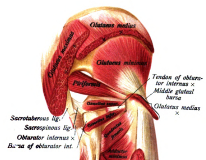 Trochanteric Bursitis - Hip - Conditions - Musculoskeletal - What We Treat  